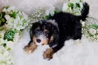 processed/7452b8a1-6a5d-45ec-aa67-33b726ded4ea/listing/7f2d5c41-09ac-45a4-9a99-efca938a446b/6f3e3d3a-1b80-45c2-9534-9c51e95194cd