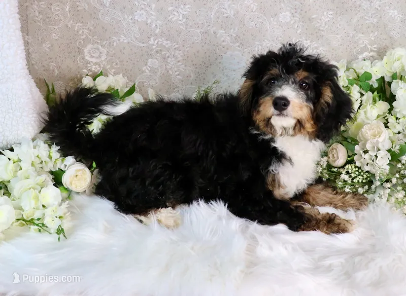 Jack – Miniature Bernedoodle puppy for sale in Dothan, AL