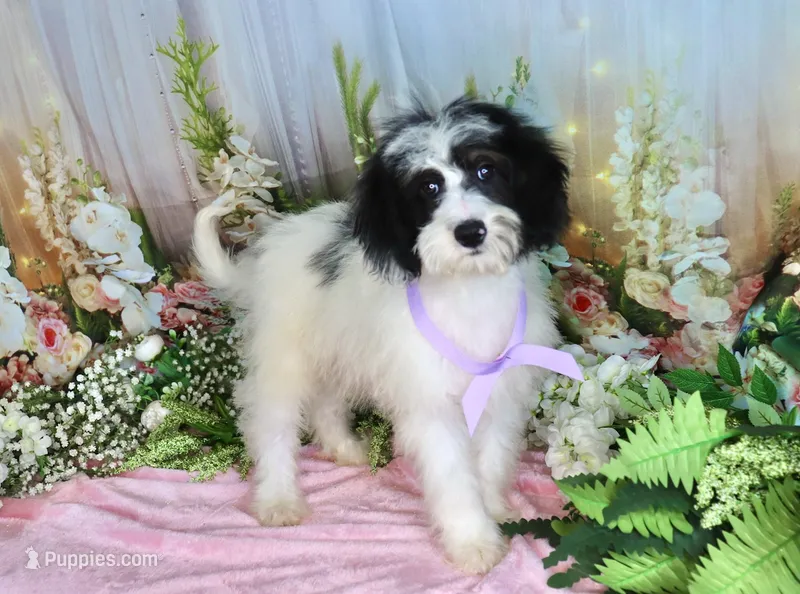 Brinley Purple – Miniature Bernedoodle puppy for sale in Dothan, AL