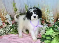 Brinley Purple, a female Miniature Bernedoodle for sale in Dothan, AL – 1 of 10