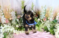 Billy Blue, a male Miniature Bernedoodle for sale in Dothan, AL – 4 of 10