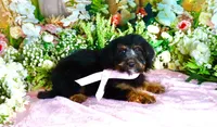 Betty Lt.Pink, a female Miniature Bernedoodle for sale in Dothan, AL – 9 of 10