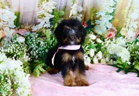 Betty Lt.Pink, a female Miniature Bernedoodle for sale in Dothan, AL – 10 of 10