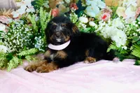 Betty Lt.Pink, a female Miniature Bernedoodle for sale in Dothan, AL – 4 of 10