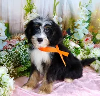 Brady Orange, a male Miniature Bernedoodle for sale in Dothan, AL – 4 of 10