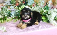 Becky Pink, a female Miniature Bernedoodle for sale in Dothan, AL – 6 of 10