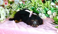 Betty Lt.Pink, a female Miniature Bernedoodle for sale in Dothan, AL – 8 of 10