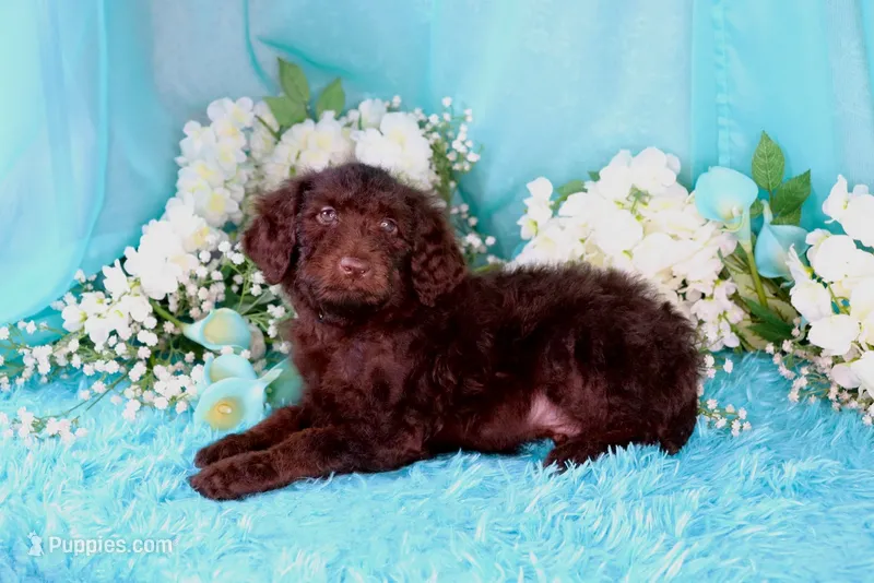 Caleb Green Eyes  – Poodle - Miniature  puppy for sale in Dothan, AL