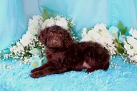Caleb, a male Poodle - Miniature  for sale in Dothan, AL – 5 of 10