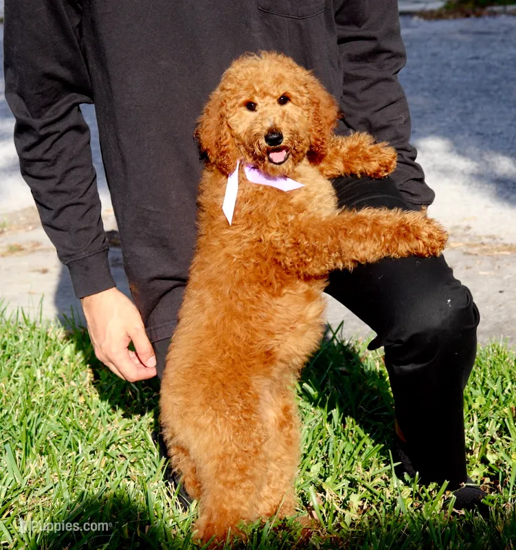 Cyd – Poodle - Standard  puppy for sale in Dothan, AL
