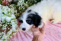 Benny Lt. Blue, a male Miniature Bernedoodle for sale in Dothan, AL – 8 of 10