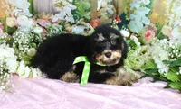 Bobby Green, a male Miniature Bernedoodle for sale in Dothan, AL – 10 of 10