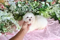 Sugar, a female Havanese for sale in Dothan, AL – 9 of 9