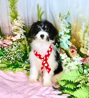 Brooky Red, a female Miniature Bernedoodle for sale in Dothan, AL – 8 of 10