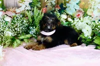 Betty Lt.Pink, a female Miniature Bernedoodle for sale in Dothan, AL – 6 of 10