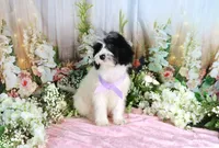Brinley Purple, a female Miniature Bernedoodle for sale in Dothan, AL – 2 of 10