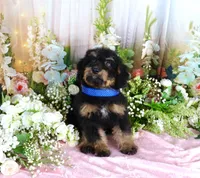 Billy Blue, a male Miniature Bernedoodle for sale in Dothan, AL – 9 of 10
