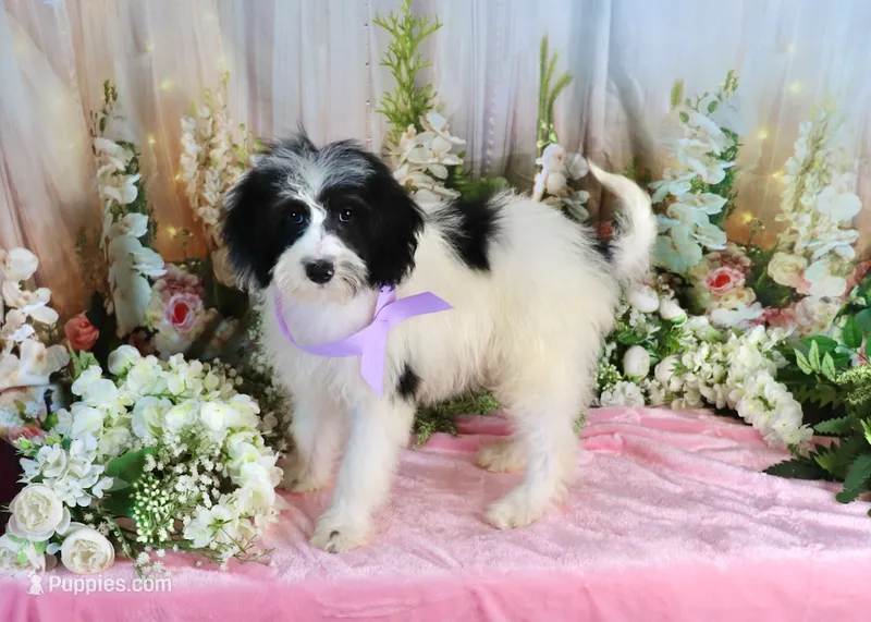 Brinley Purple – Miniature Bernedoodle puppy for sale in Dothan, AL