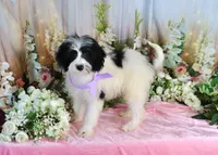 Brinley Purple, a female Miniature Bernedoodle for sale in Dothan, AL – 7 of 10