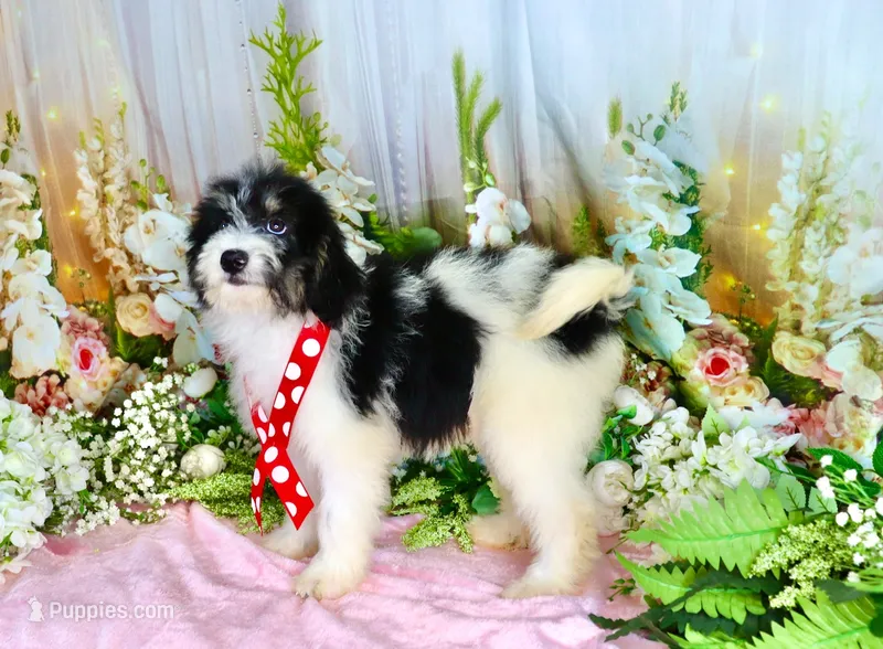 Brooky Red Small Girl – Miniature Bernedoodle puppy for sale in Dothan, AL