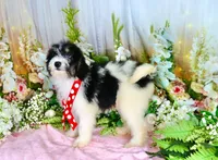 Brooky Red, a female Miniature Bernedoodle for sale in Dothan, AL – 2 of 10