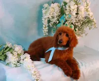 Grady, a male Poodle - Standard  for sale in Dothan, AL – Photo 5 of 7