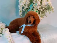 Grady, a male Poodle - Standard  for sale in Dothan, AL – Photo 7 of 7