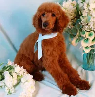 Grady, a male Poodle - Standard  for sale in Dothan, AL – Photo 1 of 7