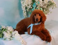 Grady, a male Poodle - Standard  for sale in Dothan, AL – Photo 3 of 7