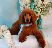 Grady, a male Poodle - Standard  for sale in Dothan, AL – Photo 6 of 7