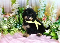 Bessy Yellow, a female Miniature Bernedoodle for sale in Dothan, AL – 5 of 10