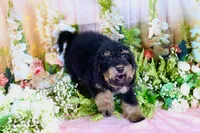 Bessy Yellow, a female Miniature Bernedoodle for sale in Dothan, AL – 3 of 10