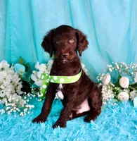 Carson, a male Poodle - Miniature  for sale in Dothan, AL – 4 of 10
