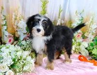 Brady Orange, a male Miniature Bernedoodle for sale in Dothan, AL – 2 of 10