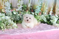 Sugar, a female Havanese for sale in Dothan, AL – 3 of 9
