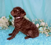 Cathy, a female Poodle - Miniature  for sale in Dothan, AL – 5 of 10
