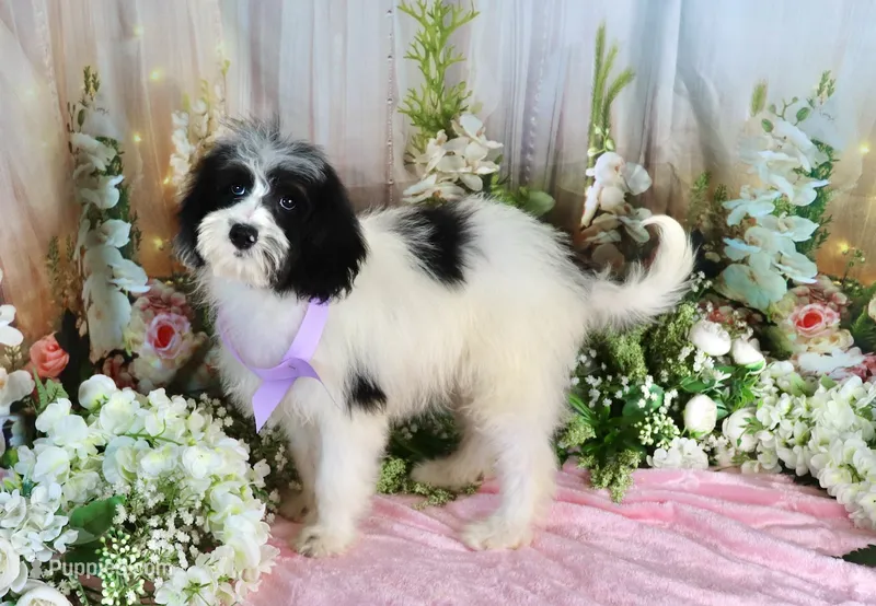 Brinley Purple – Miniature Bernedoodle puppy for sale in Dothan, AL