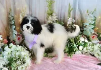 Brinley Purple, a female Miniature Bernedoodle for sale in Dothan, AL – 6 of 10