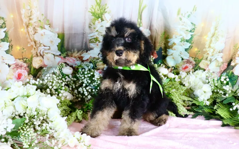 Bobby Green – Miniature Bernedoodle puppy for sale in Dothan, AL