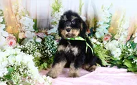 Bobby Green, a male Miniature Bernedoodle for sale in Dothan, AL – 8 of 10