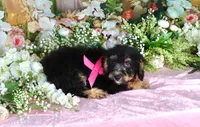 Becky Pink, a female Miniature Bernedoodle for sale in Dothan, AL – 10 of 10