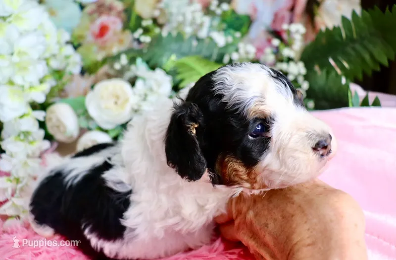 J'adore – Miniature Bernedoodle puppy for sale in Dothan, AL