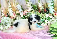 Benny Lt. Blue, a male Miniature Bernedoodle for sale in Dothan, AL – 6 of 10