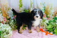 Brady Orange, a male Miniature Bernedoodle for sale in Dothan, AL – 9 of 10