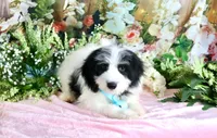 Benny Lt. Blue, a male Miniature Bernedoodle for sale in Dothan, AL – 2 of 10