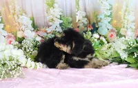 Bobby Green, a male Miniature Bernedoodle for sale in Dothan, AL – 3 of 10