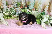 Becky Pink, a female Miniature Bernedoodle for sale in Dothan, AL – 2 of 10