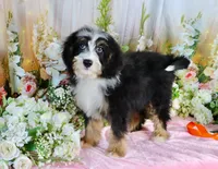 Brady Orange, a male Miniature Bernedoodle for sale in Dothan, AL – 6 of 10