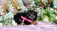 Becky Pink, a female Miniature Bernedoodle for sale in Dothan, AL – 8 of 10