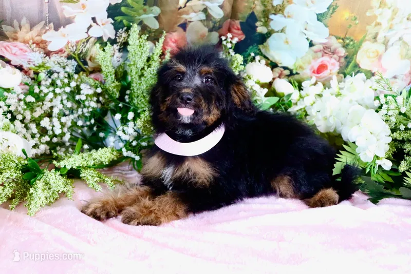 Betty Lt.Pink – Miniature Bernedoodle puppy for sale in Dothan, AL
